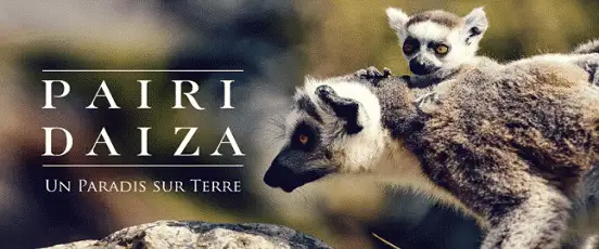 Deux lémuriens à Pairi Daiza